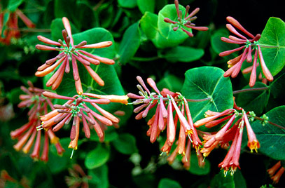 امین الدوله ی شیپوری